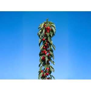 Stĺpovitá čerešňa (Prunus avium) ´QUEEN MARY ´ - stredne skorá - výška 150-170 cm, voľnokorenná